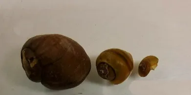 Snailpedia — Worldwide Snail Encyclopaedia